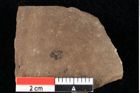 Foto (Detailansicht) von Glyptostrobus europaeus Brongniart (NHMW-GEO-2024-0188-0149)